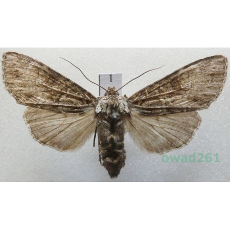 Polia nebulosa (Hufnagel, 1766) Czech1